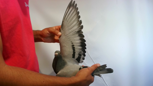 Pigeon image