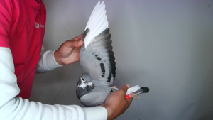 Pigeon image