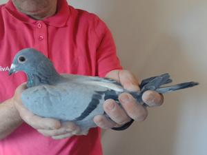 Pigeon image