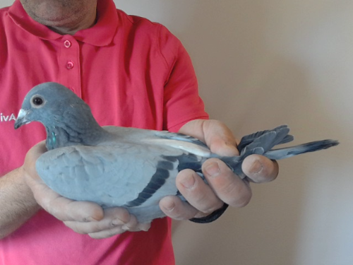 Pigeon image