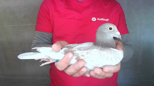 Pigeon image