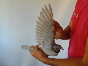 Pigeon image