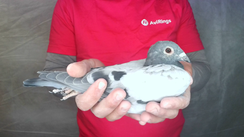 Pigeon image