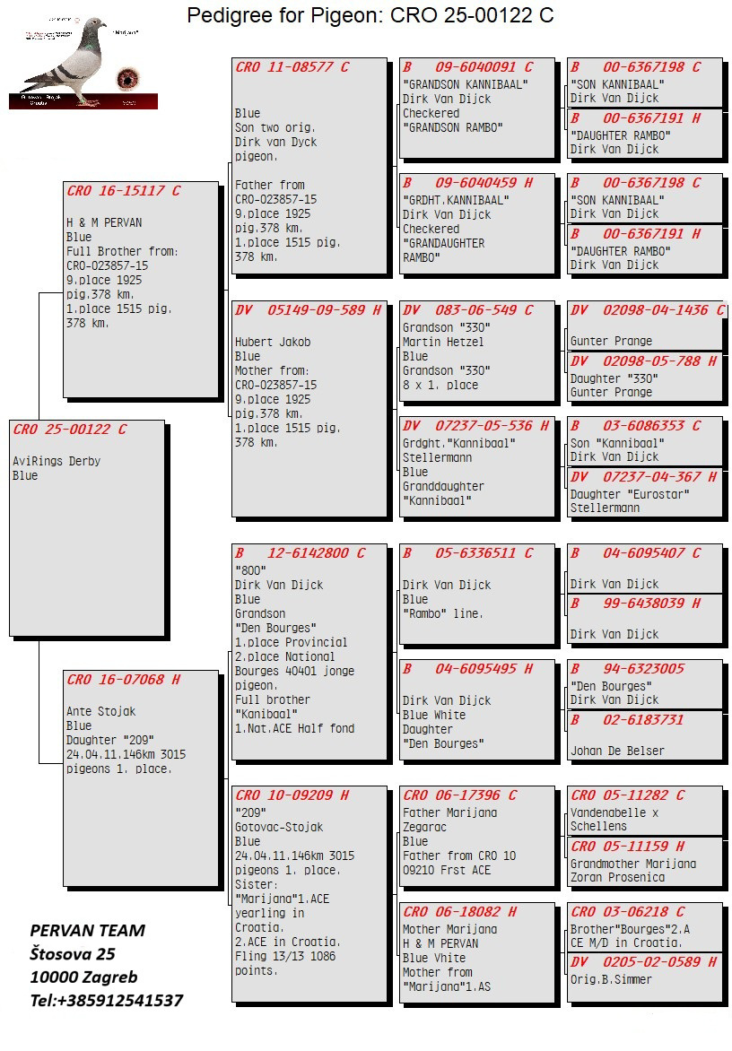 Pigeon pedigree image