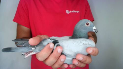 Pigeon image