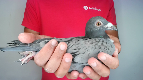 Pigeon image