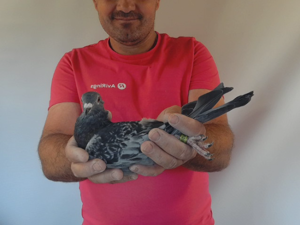 Pigeon image