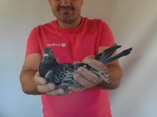 Pigeon image