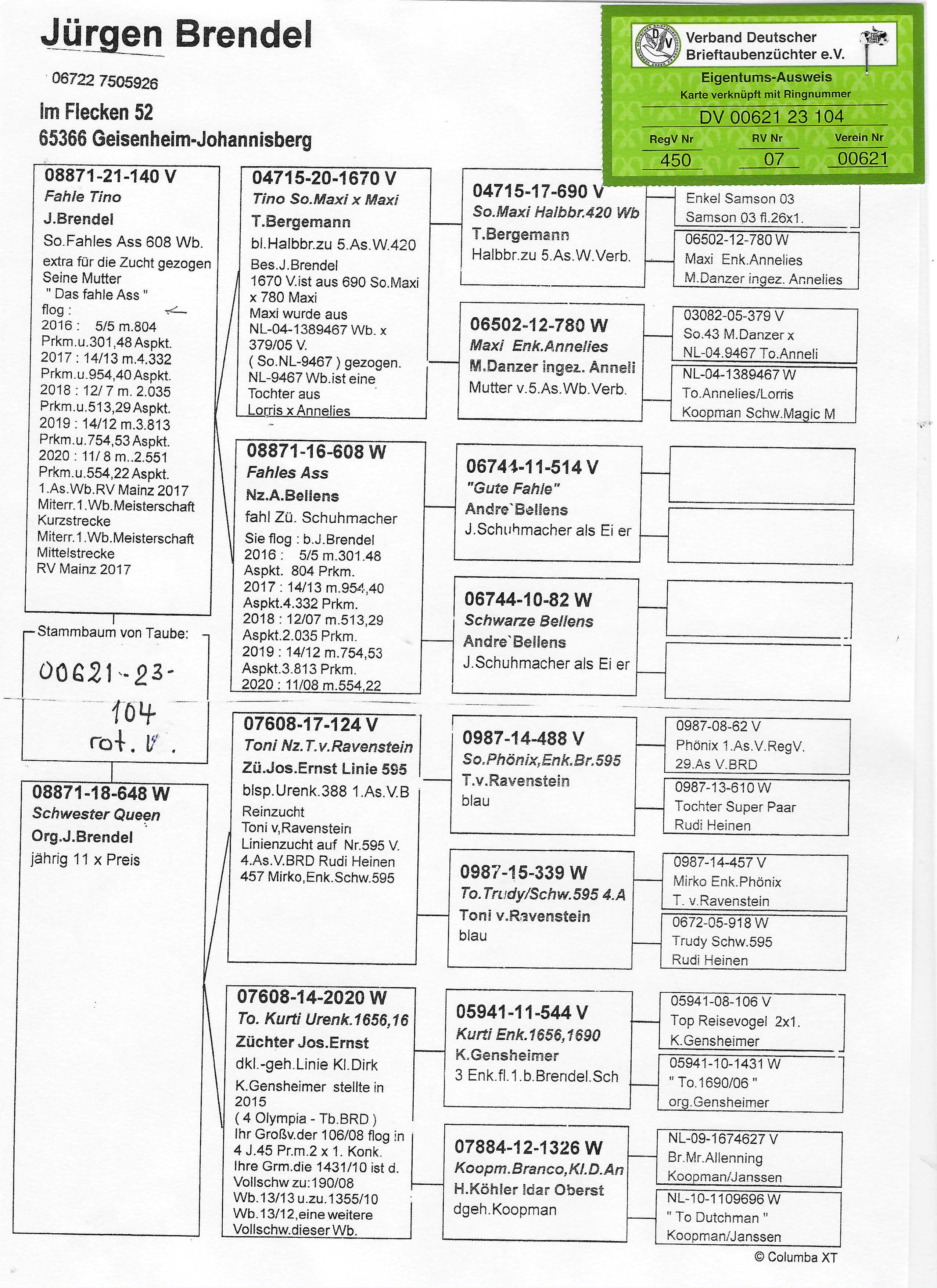 Pigeon pedigree image