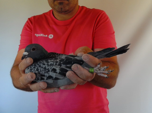 Pigeon image