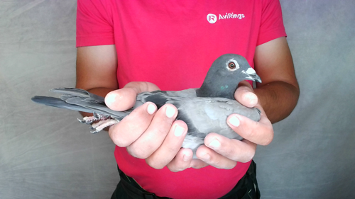 Pigeon image