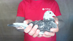 Pigeon image