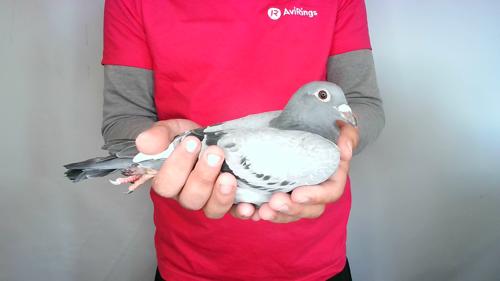 Pigeon image
