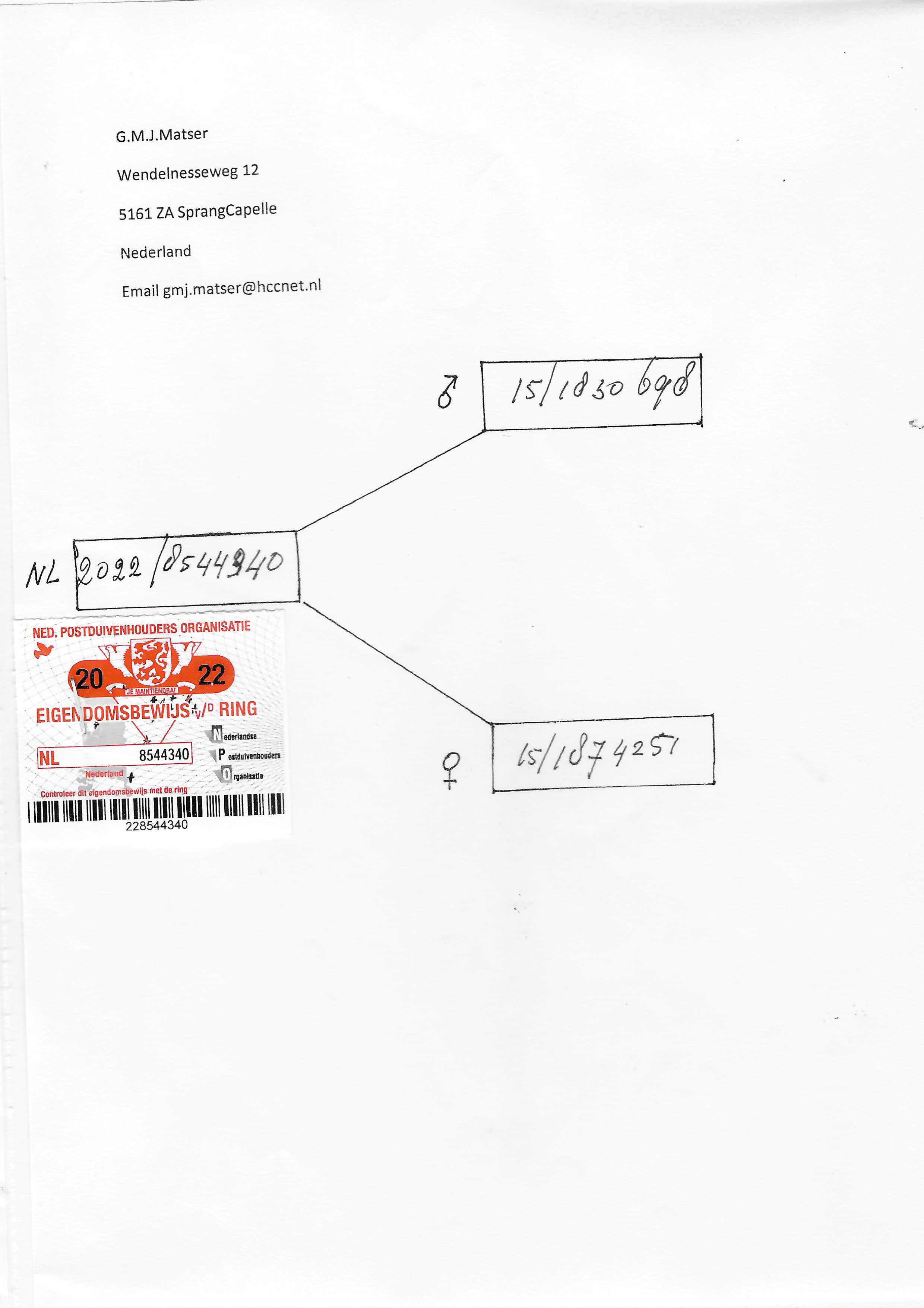 Pigeon pedigree image