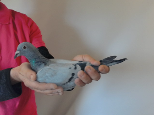 Pigeon image