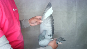 Pigeon image