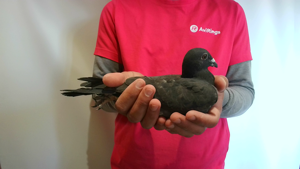 Pigeon image