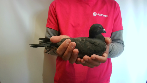 Pigeon image