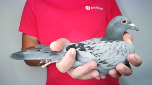 Pigeon image