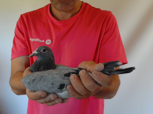 Pigeon image