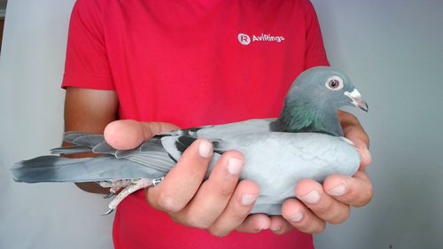Pigeon image