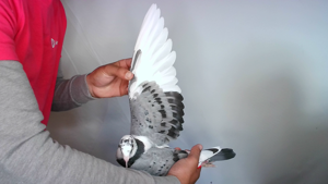 Pigeon image