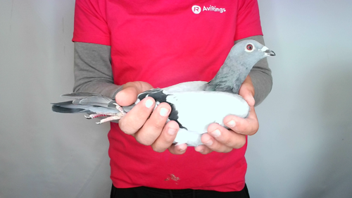 Pigeon image