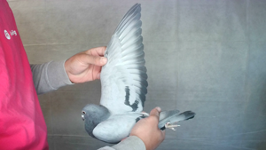 Pigeon image