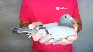 Pigeon image