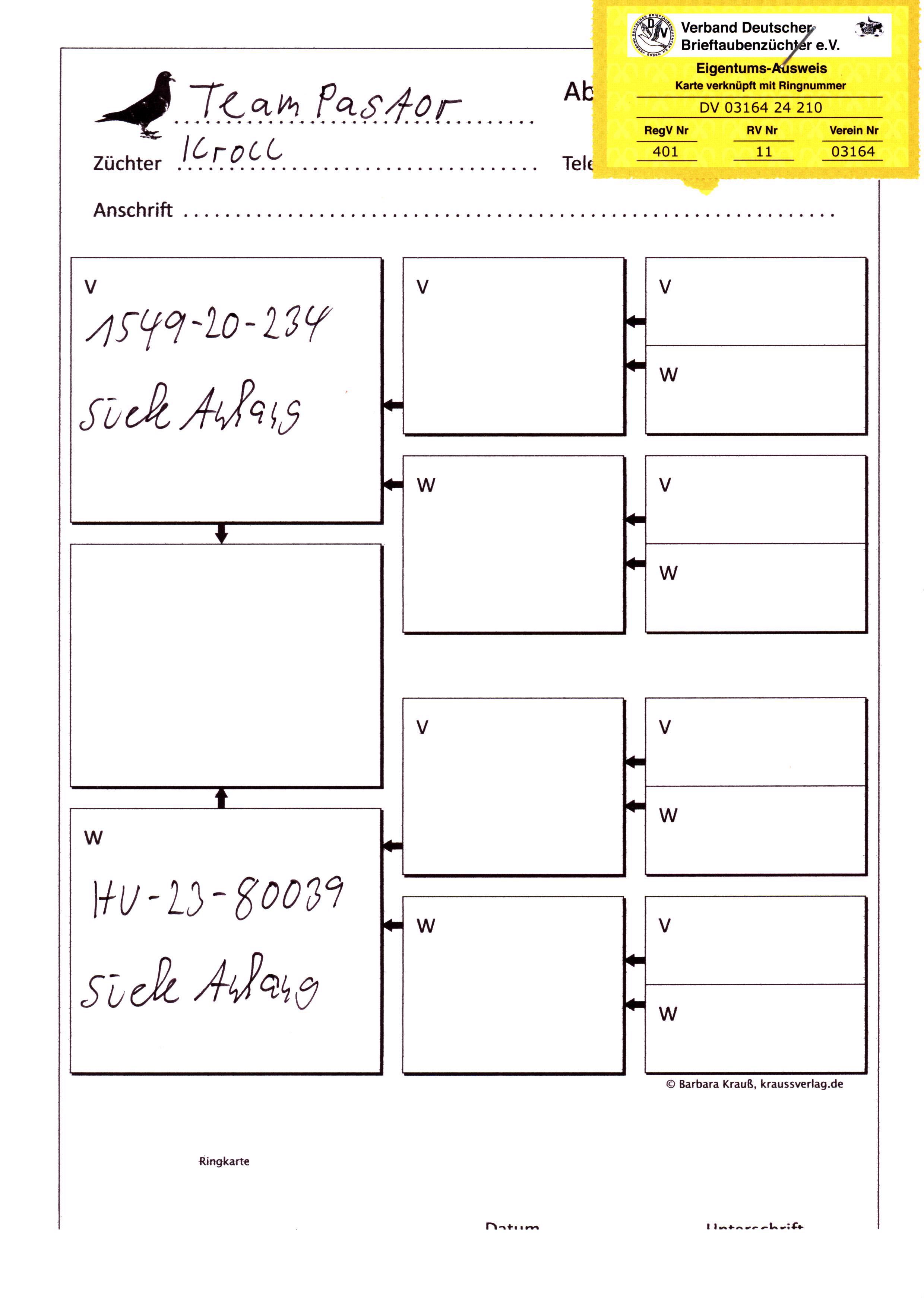 Pigeon pedigree image