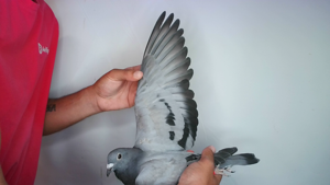 Pigeon image