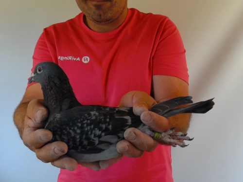 Pigeon image