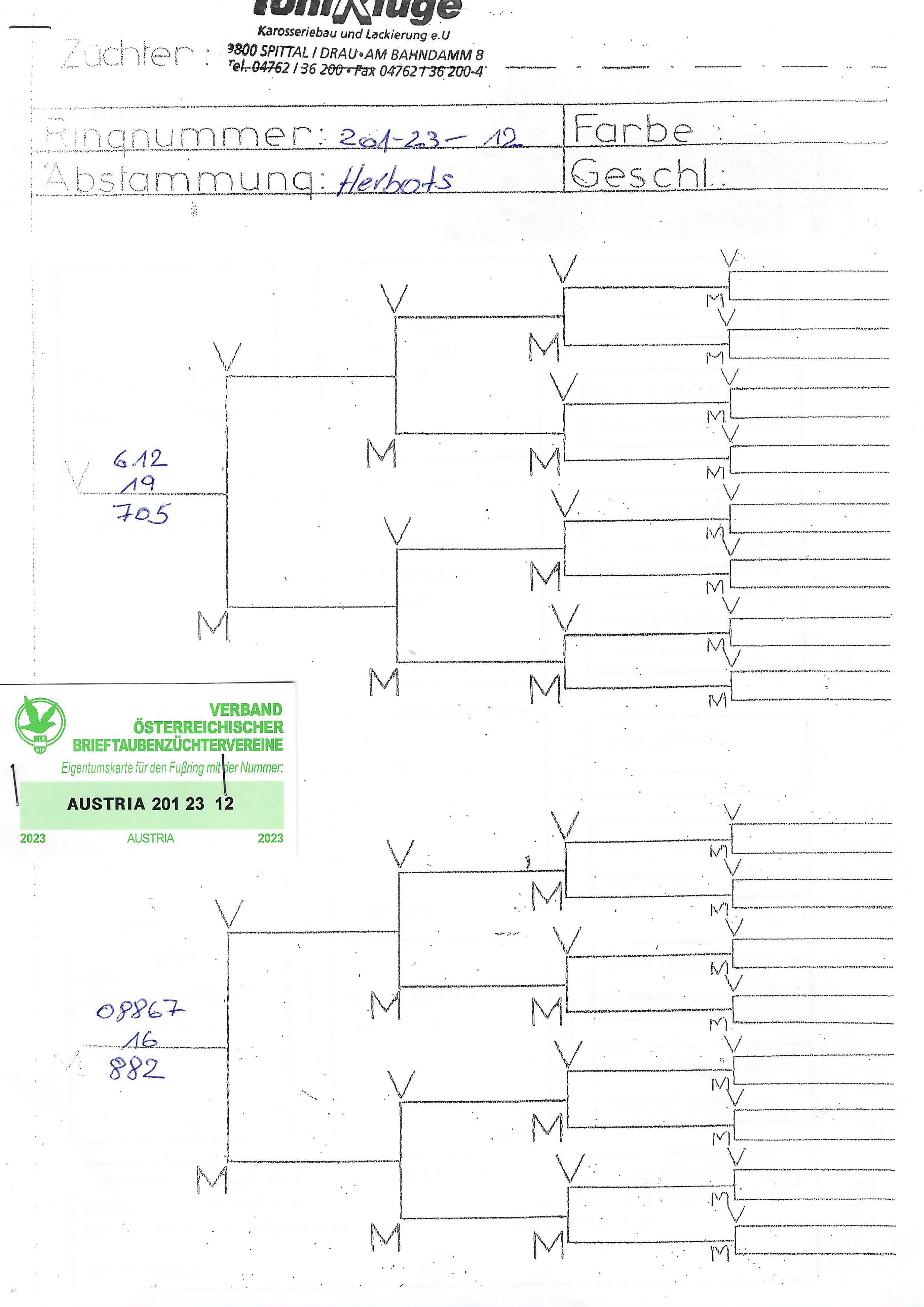 Pigeon pedigree image