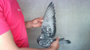 Pigeon image