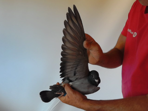 Pigeon image