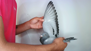 Pigeon image