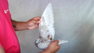 Pigeon image