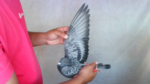 Pigeon image
