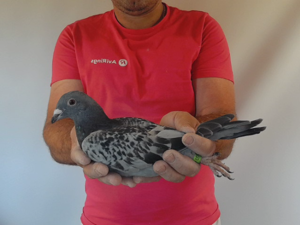 Pigeon image
