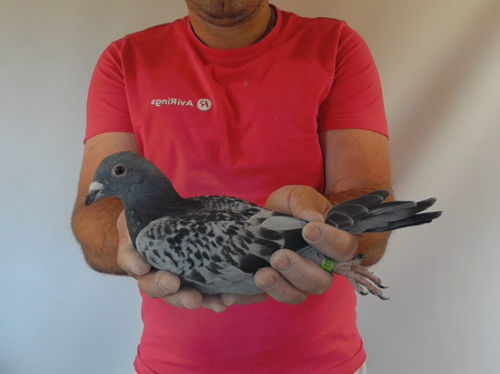 Pigeon image
