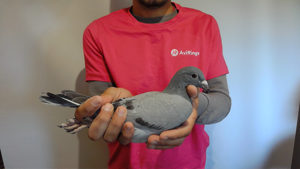 Pigeon image