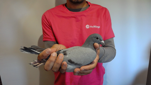 Pigeon image