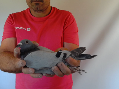 Pigeon image