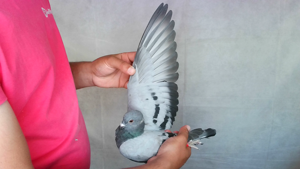 Pigeon image