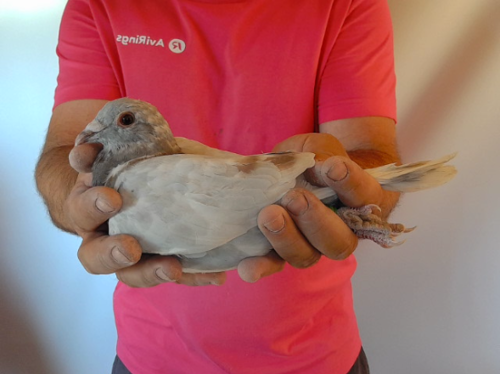 Pigeon image