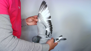 Pigeon image