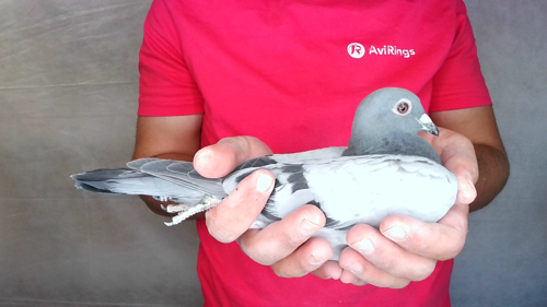 Pigeon image