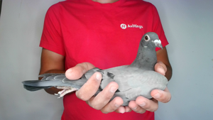 Pigeon image