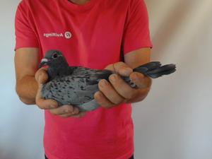 Pigeon image
