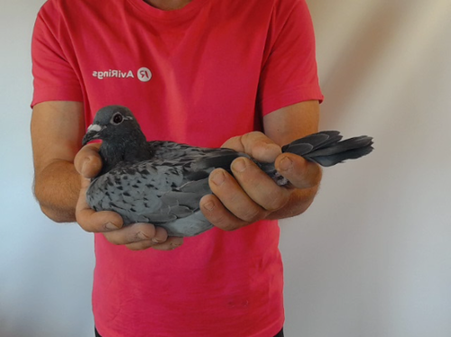 Pigeon image